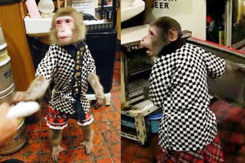 Monkey Waiter 1
